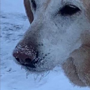 Meet your Posher, Diana